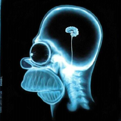 Image - Homer Simpson Brain